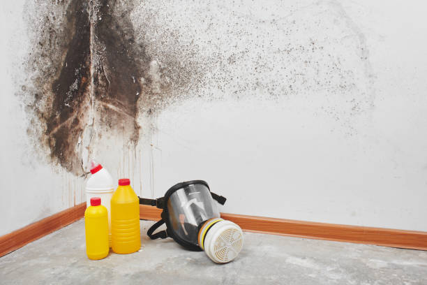 Best Mold Removal Company Near Me  in Stony Point, MI