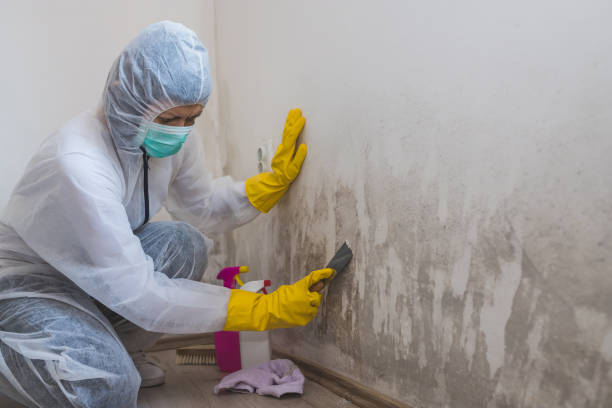 Best Mold Remediation Services  in Stony Point, MI