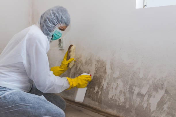 Best Toxic Mold Removal  in Stony Point, MI