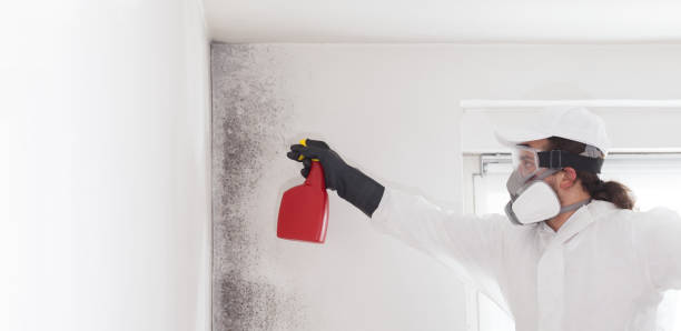 Best Mold Removal Near Me  in Stony Point, MI