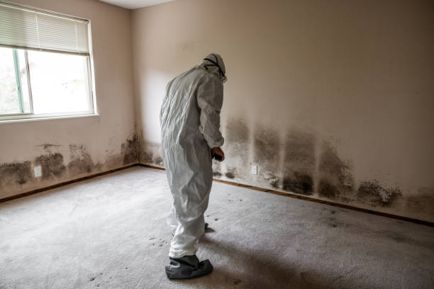 Best Attic Mold Removal  in Stony Point, MI