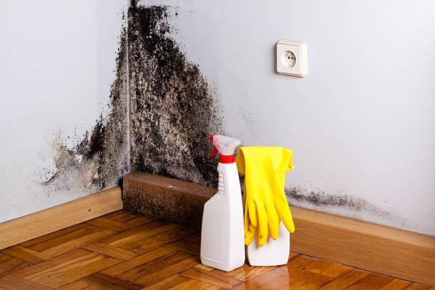 Office Mold Removal Services in Stony Point, MI