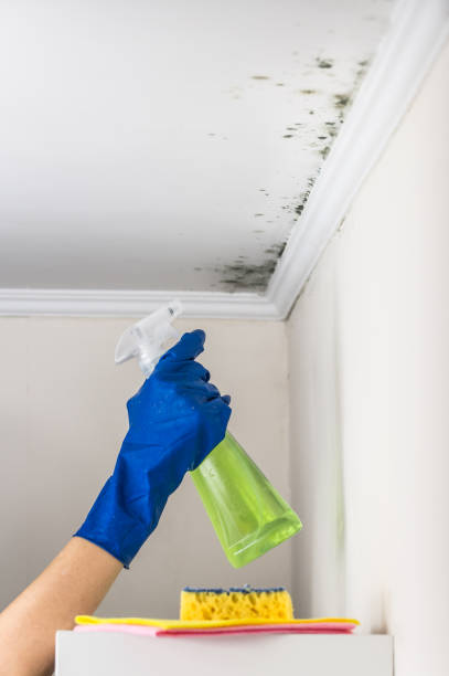 Best Attic Mold Removal  in Stony Point, MI