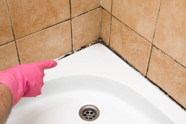 Best Mold Cleaning Services  in Stony Point, MI